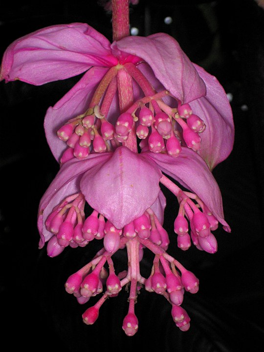 Strauch aus der Familie der Melastomataceae. Herkunft Philippinen.