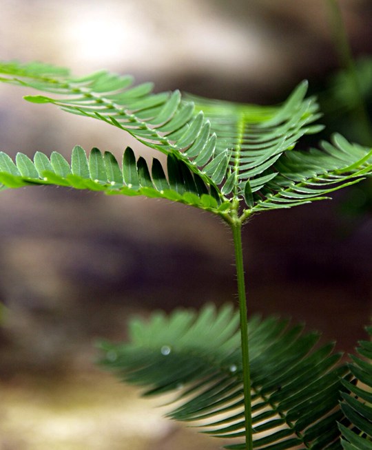 Staude aus der Familie der Mimosaceae. Herkunft Südamerika.