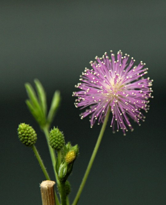 Staude aus der Familie der Mimosaceae. Herkunft Südamerika.