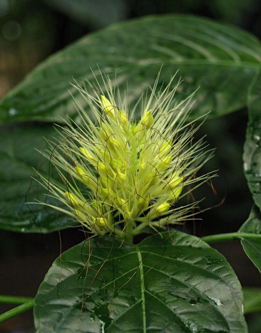 Halbstrauch aus der Familie der Acanthaceae. Herkunft Brasilien.