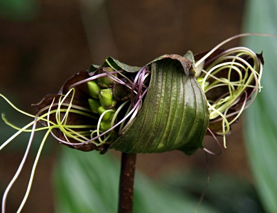 Staude aus der Familie der Taccaceae. Herkunft Nordost-Indien und Südost-Asien.