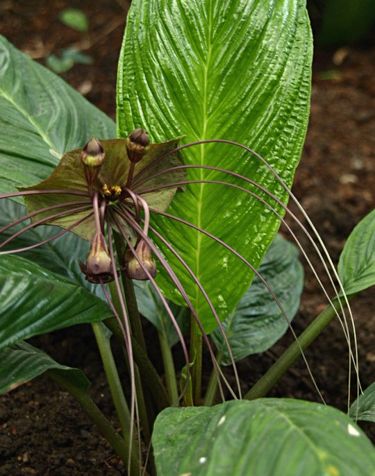 Staude aus der Familie der Taccaceae. Herkunft Nordost-Indien und Südost-Asien.