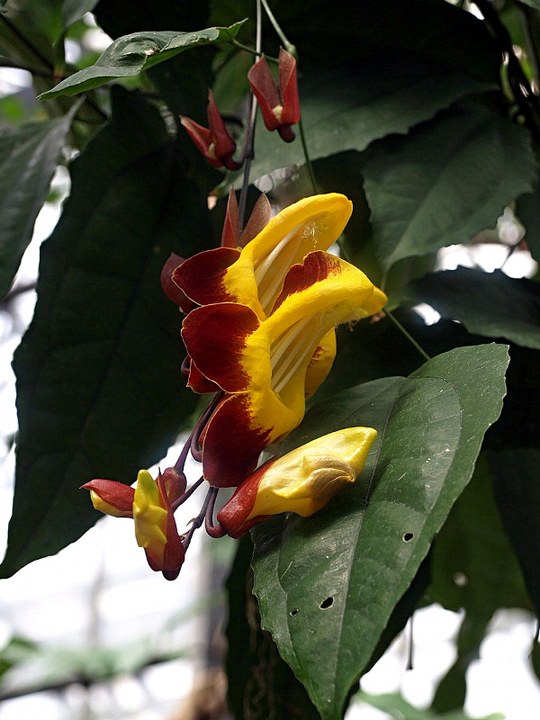 Kletterpflanze aus der Familie der Acanthaceae. Herkunft Indien.