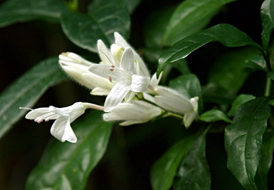 Strauch aus der Familie der Acanthaceae. Herkunft tropisches Afrika.