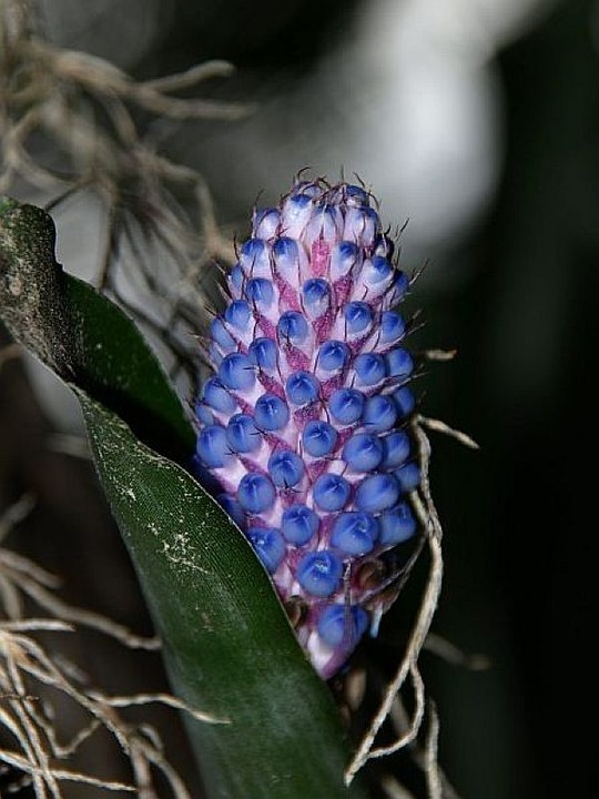 Epiphyt der Familie der Bromeliaceae aus Brasilien.