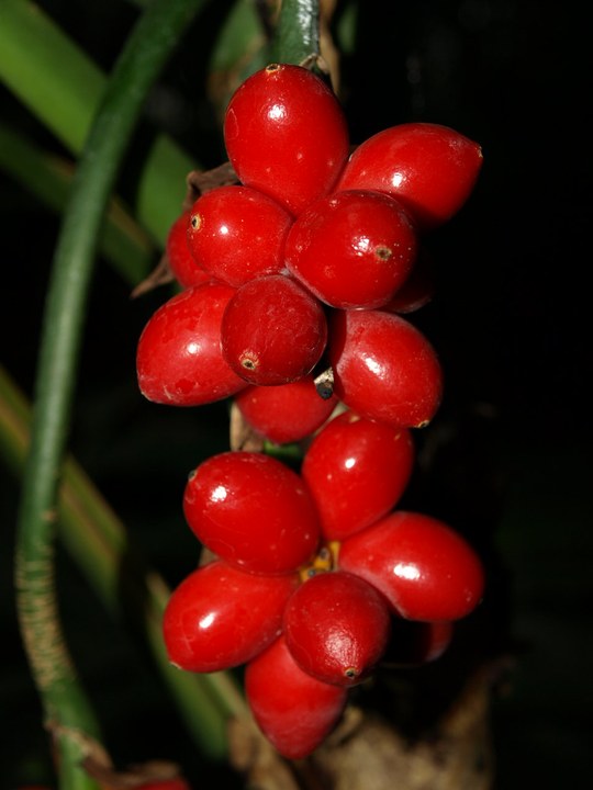 aus der Familie der Araceae. Vorkommen in den tropischen Wäldern Südostasiens.