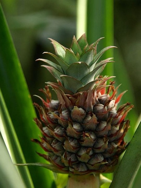 Staude aus den tropischen Gebieten Amerikas. Familie der Bromeliaceae.