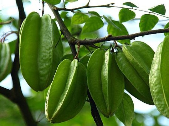 Baum aus der Familie der Oxalidaceae. Aus Südostasien stammend, weltweit in den Tropen und Subtropen kultiviert.