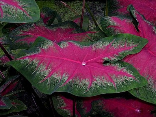 Staude aus der Familie der Araceae. Herkunft tropisches Süd- und Mittelamerika.