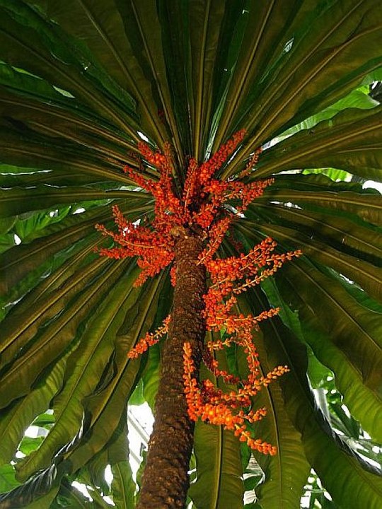 Baum aus der Familie der Primulaceae. Herkunft Mittel- und Südamerika.
