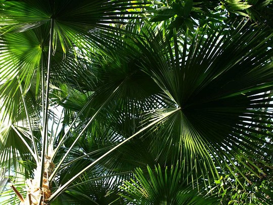 Palme aus der Familie der Arecaceae. Herkunft Java.