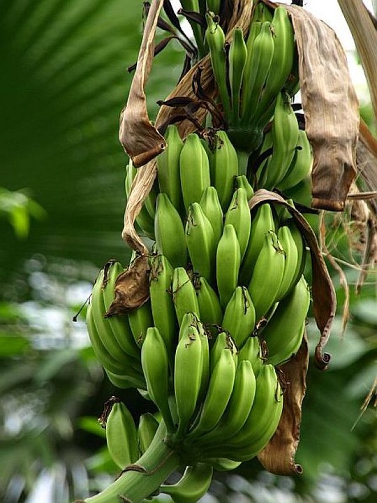 Vertreterin der Familie der Musaceae. Ursprüngliche Herkunft südostasiatische Inselwelt.