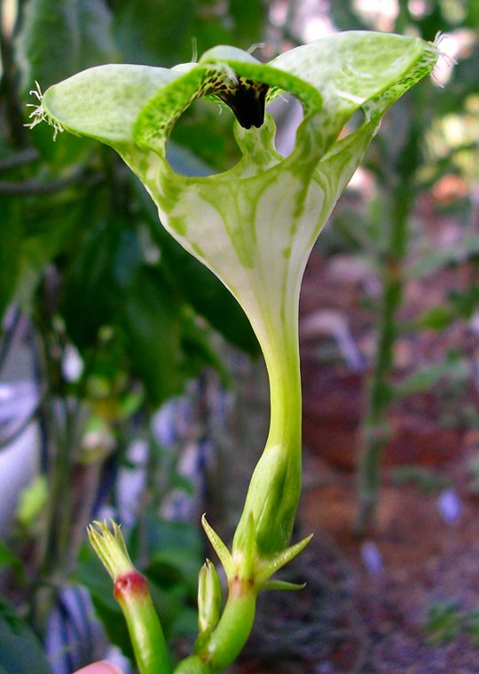 Staude aus der Familie der Apocynaceae. Vorkommen in Mosambik, Südafrika und Swasiland.