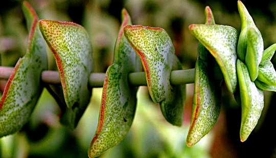 sukkulente Staude aus der Familie der Crassulaceae. Herkunft Südafrika, Lesotho, Swasiland.