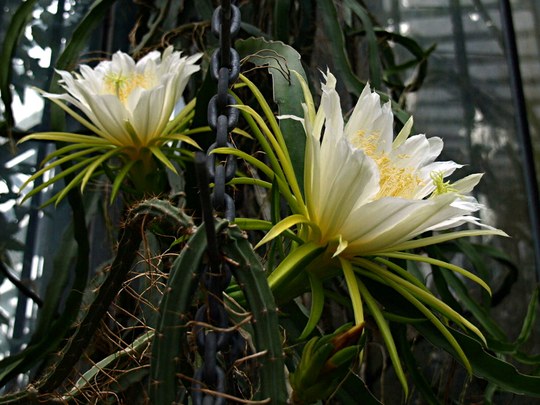 Staude aus der Familie der Cactaceae. Herkunft vermutlich Mexiko.