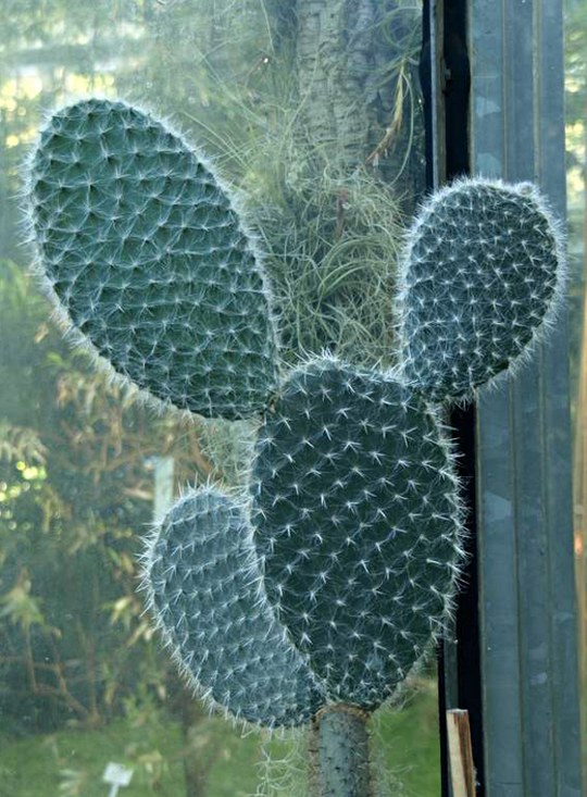 Staude aus der Familie der Cactaceae. Herkunft der Gattung Amerika und Karibik.