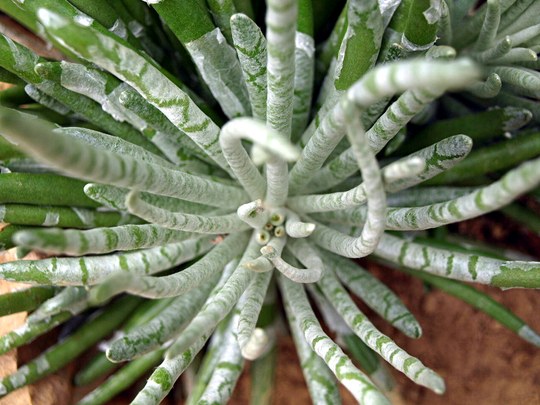 sukkulente Staude aus der Familie der Asteraceae. Herkunft Südafrika.