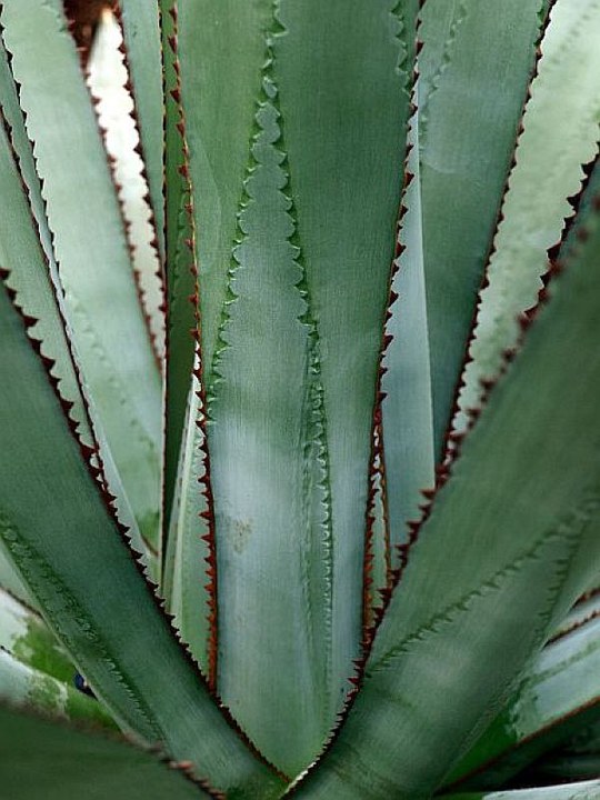 Staude aus der Familie der Asparagaceae. Herkunft Mittelamerika mit Schwerpunkt Mexiko.