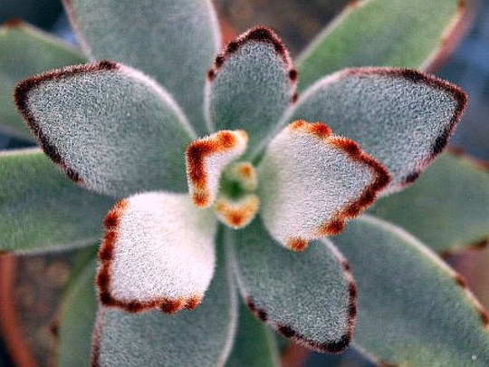 sukkulente Staude aus der Familie der Crassulaceae. Herkunft Madagaskar.