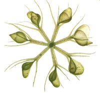 © Plant Biomechanics Group / Universität Freiburg 